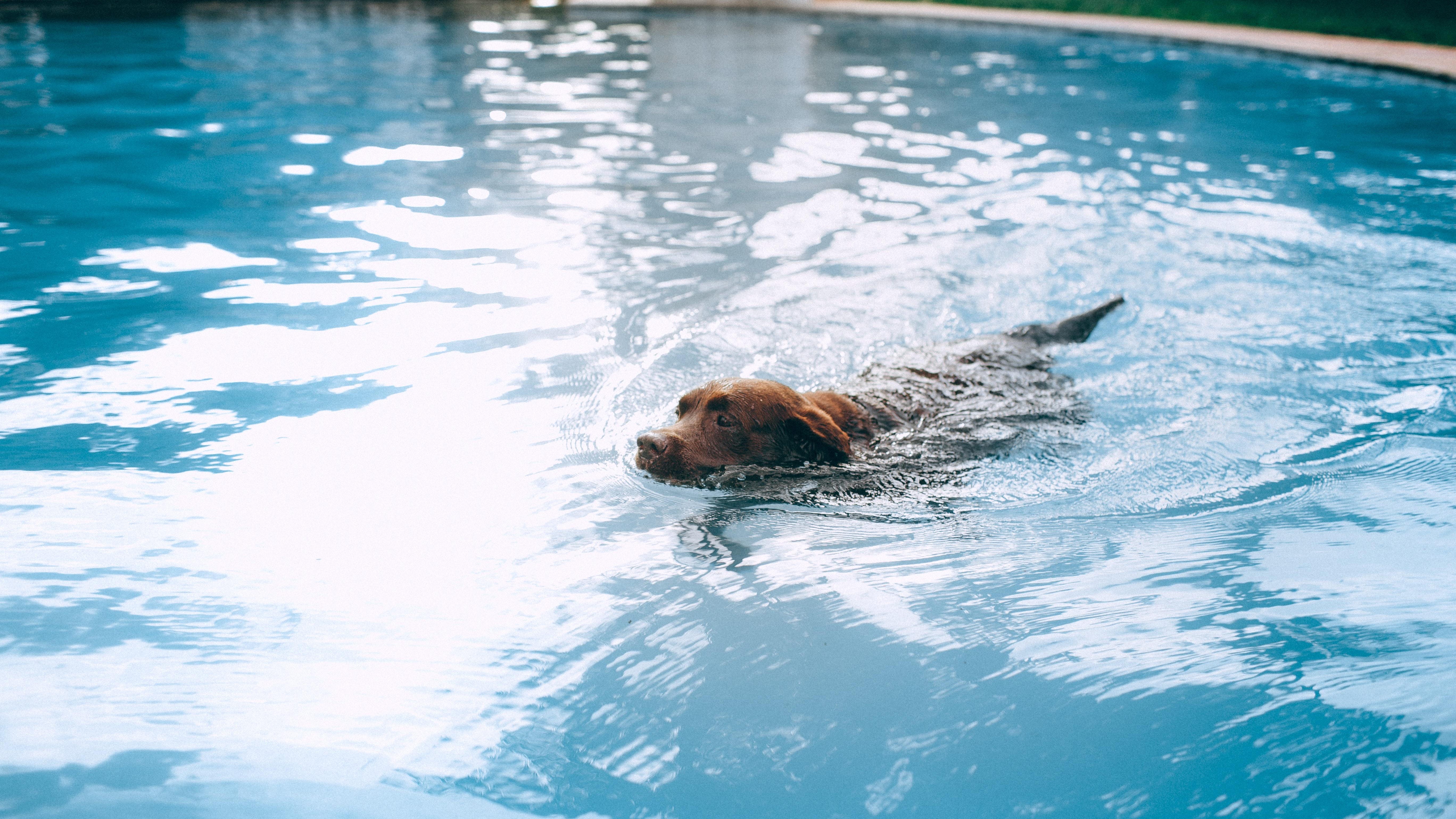 do dogs use their back legs when swimming