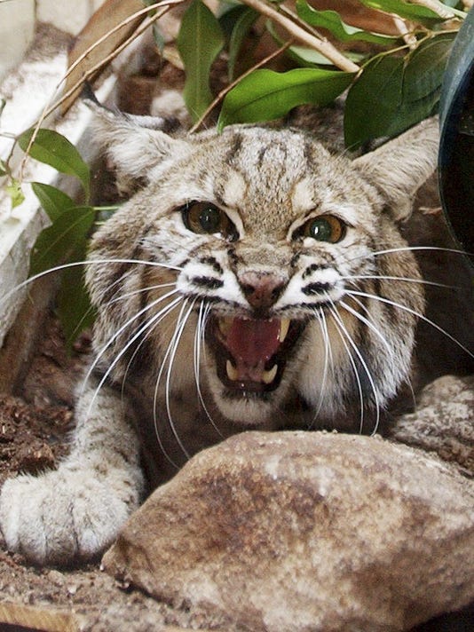 Odfw Cougar Sighting Was A Bobcat 