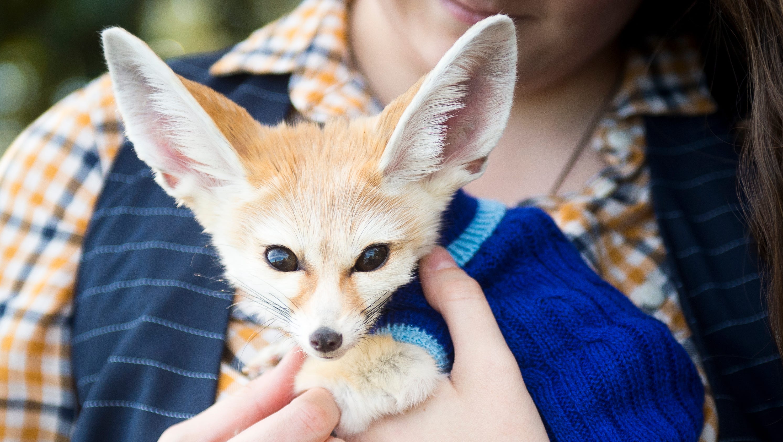 Knox County To Vote On Allowing Felix The Fennec Fox In County Parks