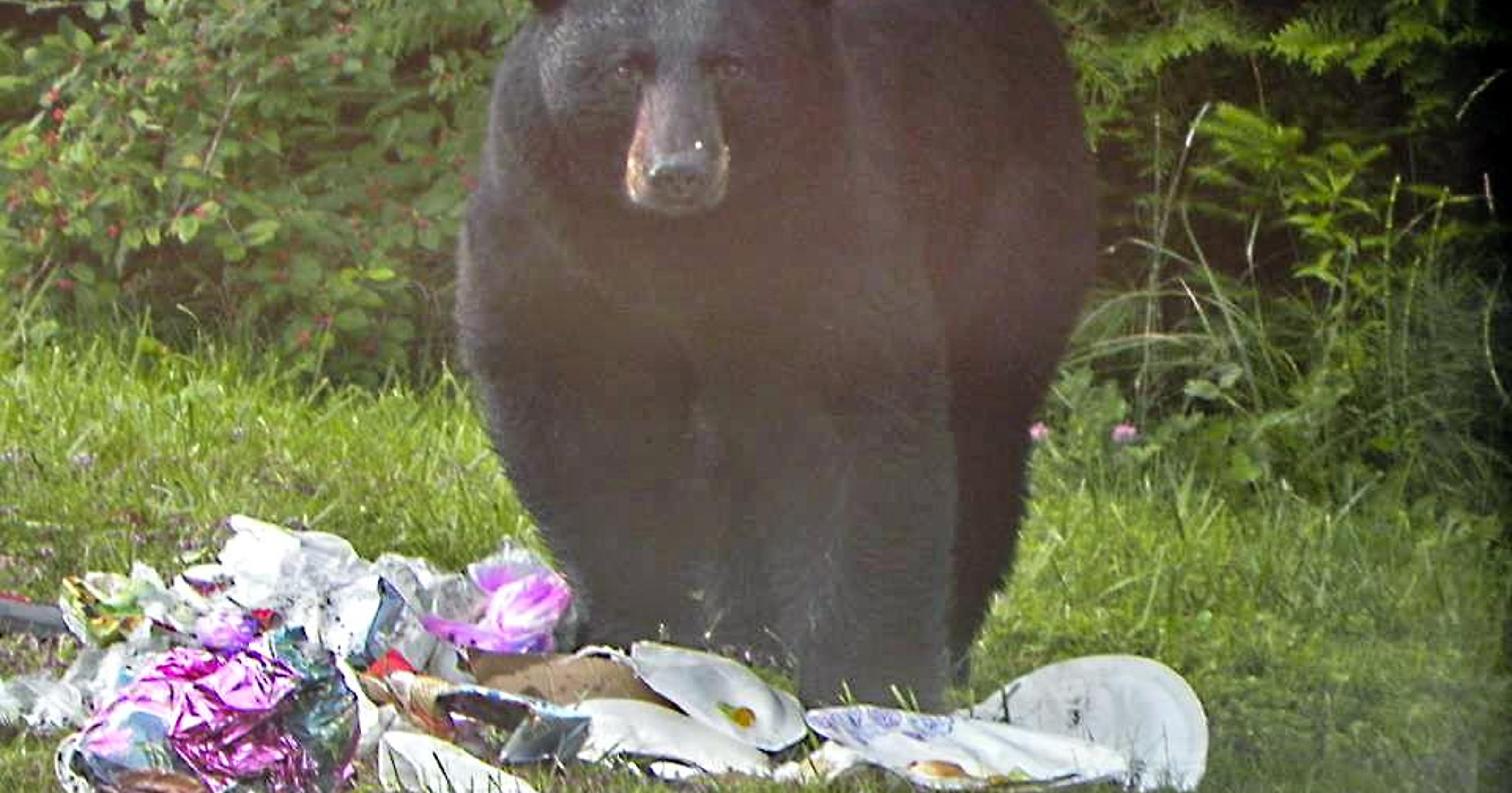 Vermont officials wary as bear population grows