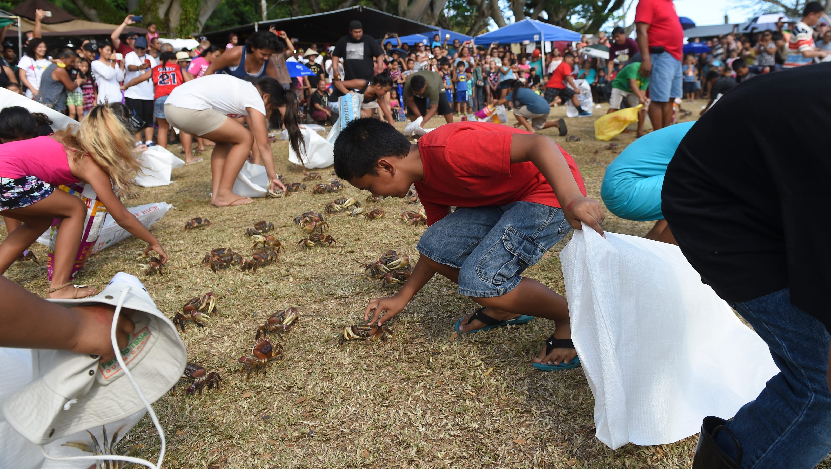 Catch and eat crab at the Malesso Crab Festival