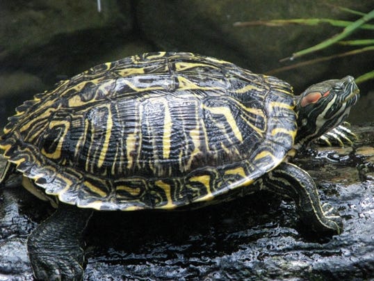 WILD ABOUT TEXAS: Red-eared sliders are almost everwhere