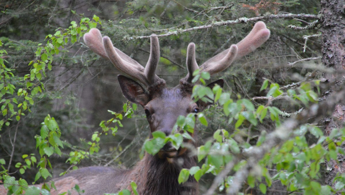 Board approves new Wisconsin moose management plan for 2024-34