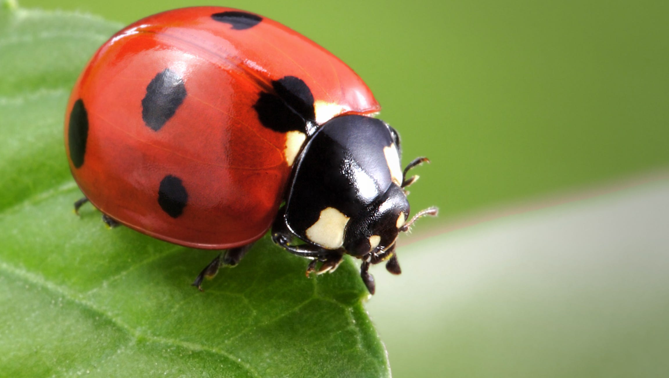 What S With All Of The Ladybugs   635810158778684356 ThinkstockPhotos 468060496 