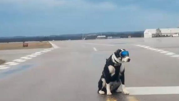 piper traverse city airport dog