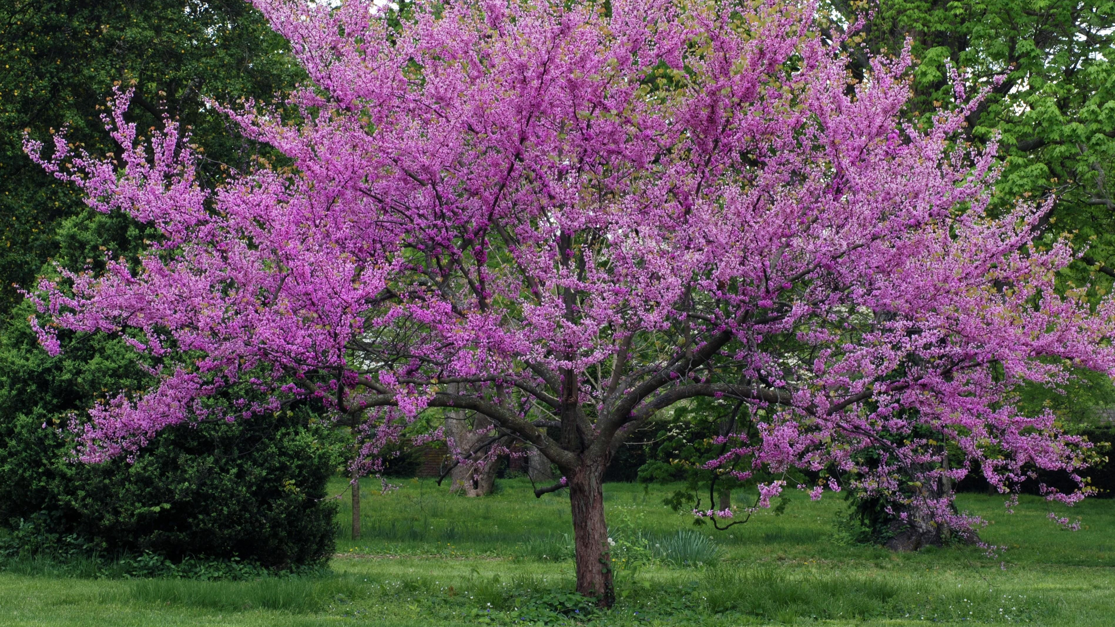 tree with pink and purple leaves