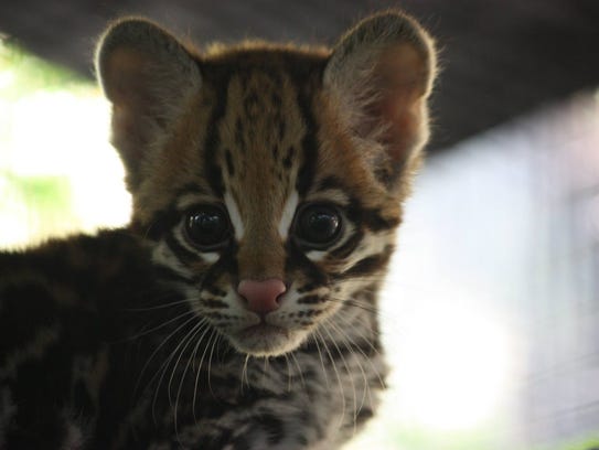 Baby ocelots now on exhibit