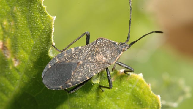 Start Early To Prevent Or Minimize Squash Bugs   636542970839652978 STGBrd 04 25 2014 ValleyTimes 1 D001 2014 04 24 IMG Ocallaghan Column Sq 1 1 0174UB26 L404081590 IMG Ocallaghan Column Sq 1 1 0174UB26 