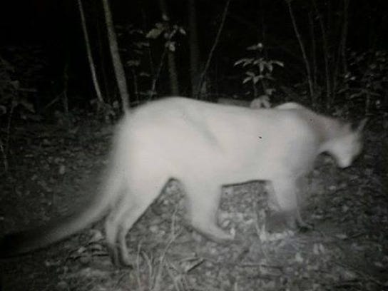 Cougar Sighting Confirmed By Twra 