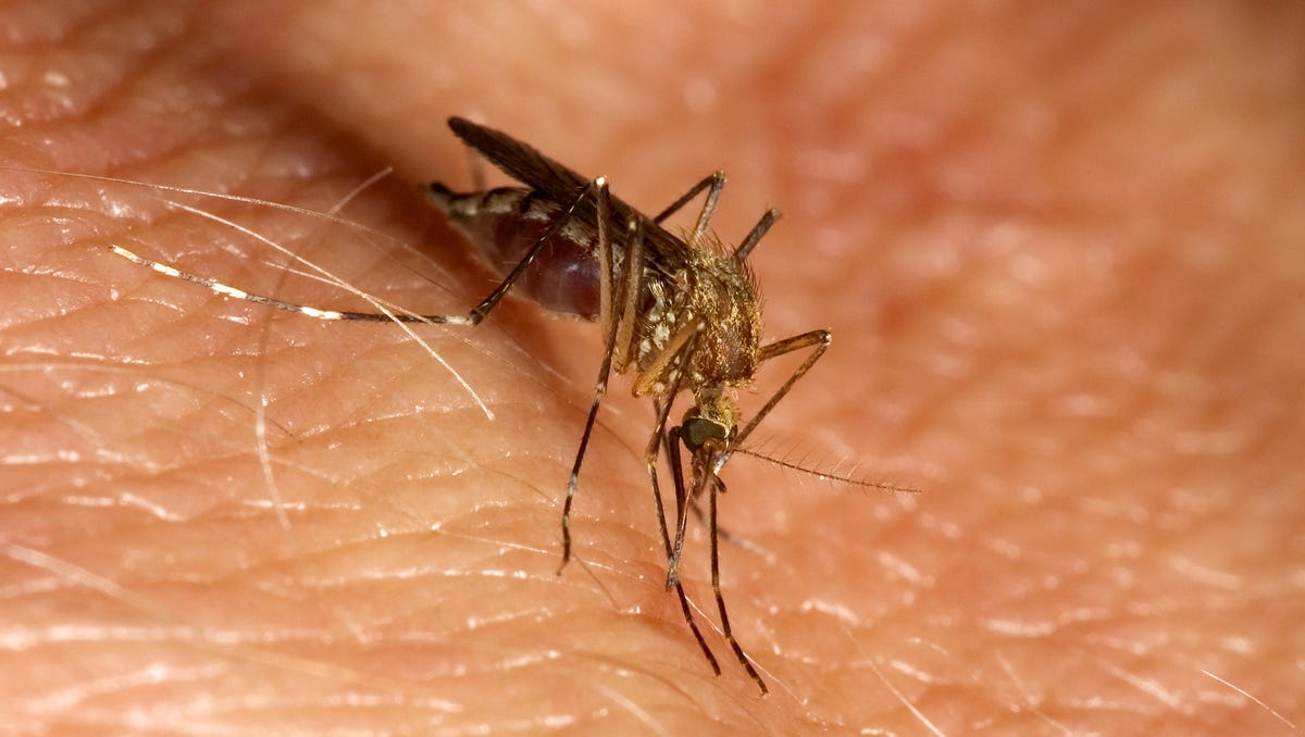 State’s first 2024 case of mosquito-borne disease EEE found in southwest Michigan horse