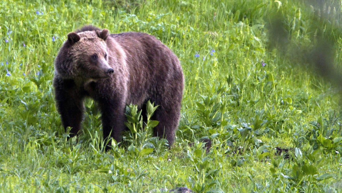 Pennsylvania bear harvest reaches fifthhighest total