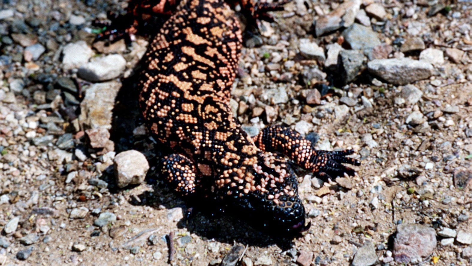 Gila Monsters Would Rather Leave You Alone Than Bite