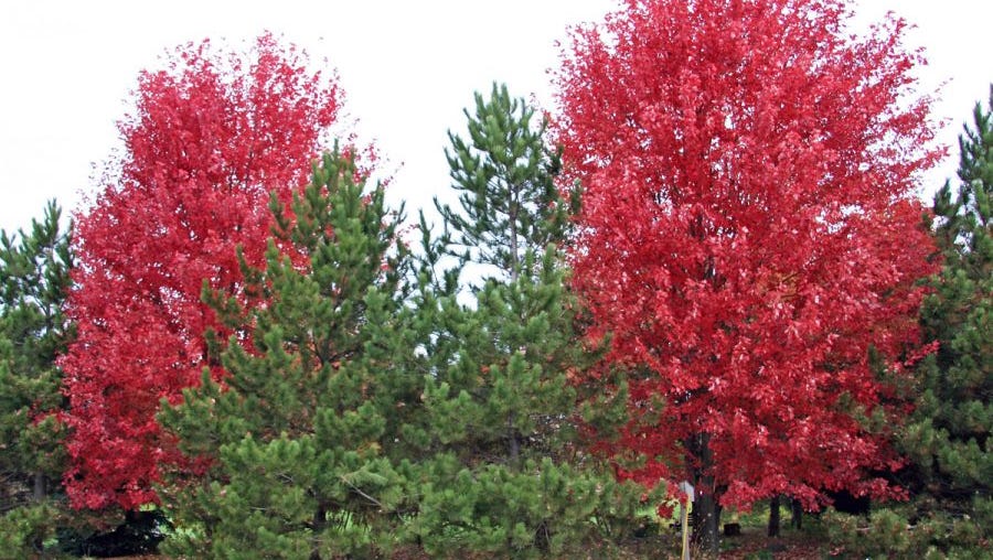 autumn blaze maple height and width