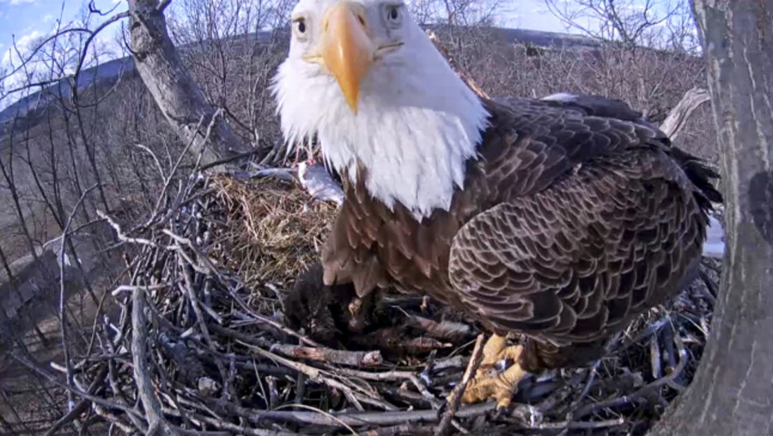 Hanover eagle cam FAQ