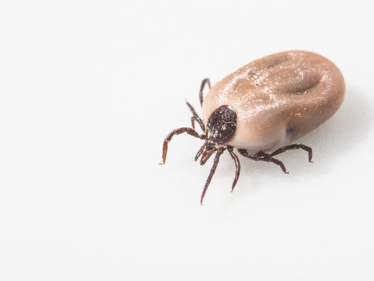 WATCH OUT: Ticks, other bugs will be plentiful in 2016