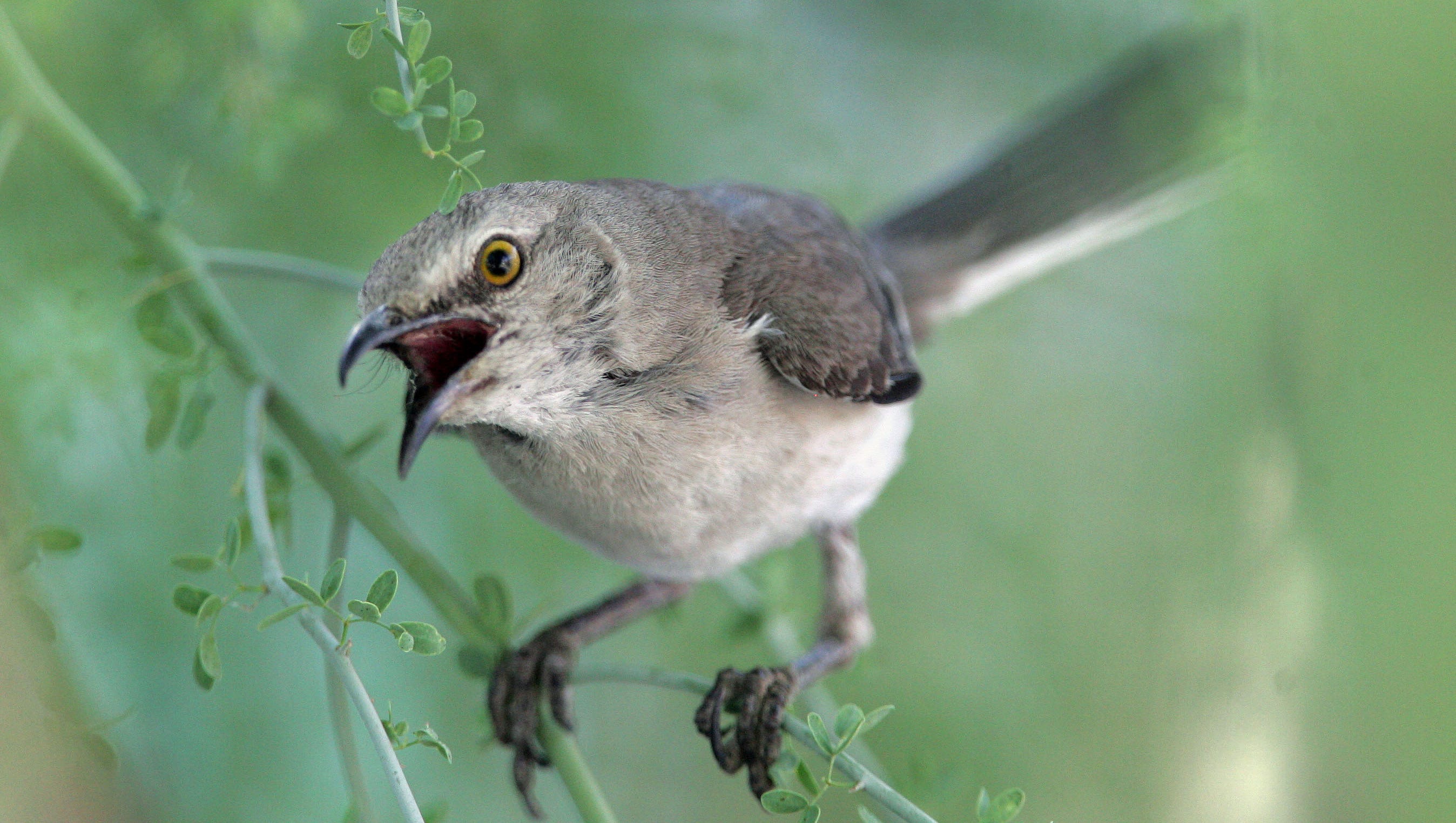 birds chirping at night