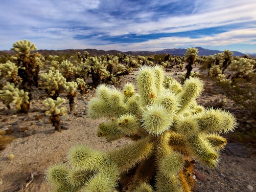 Joshua Tree National Park: 10 tips for visiting the park