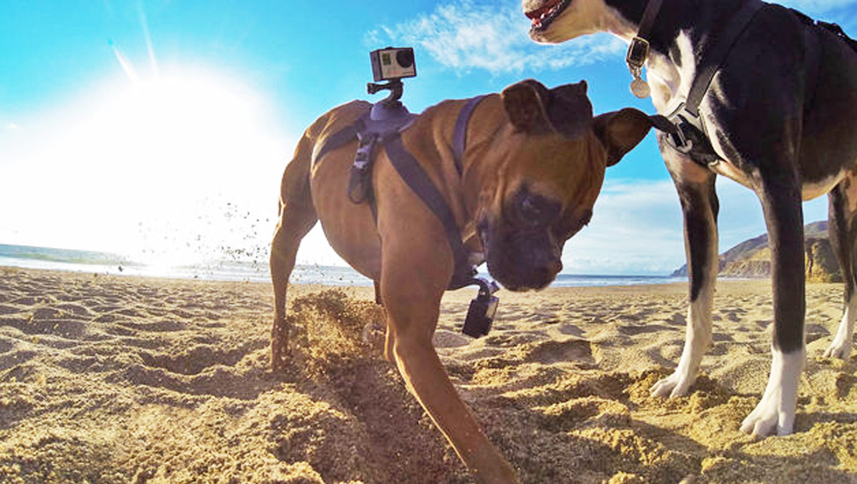 kurgo gopro dog harness