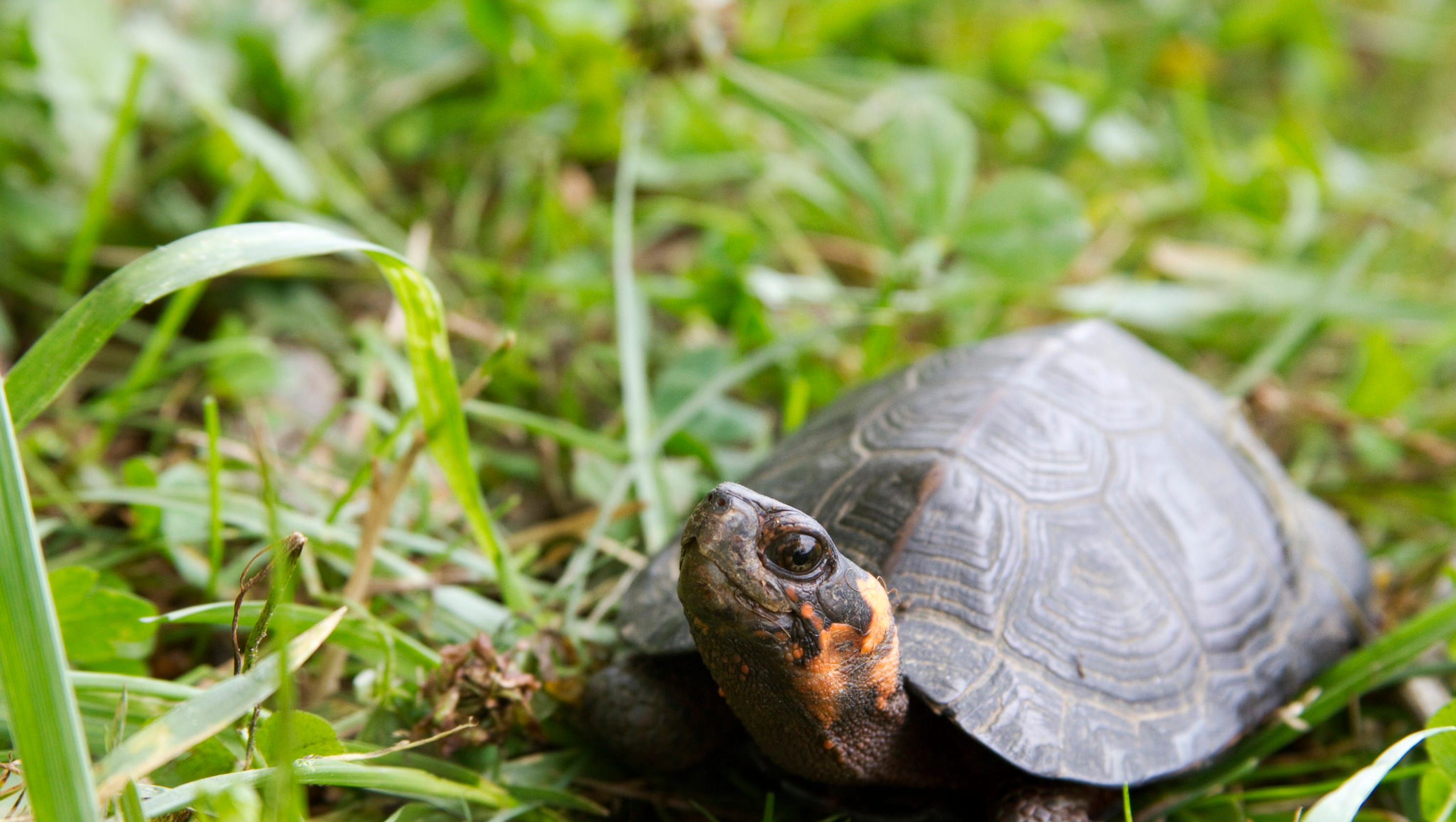 New Jersey designates first state reptile, the bog turtle