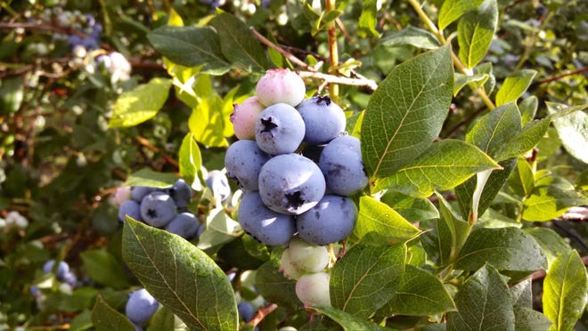 My Take Michigan Blueberry Farming Threatened By Rising Imports