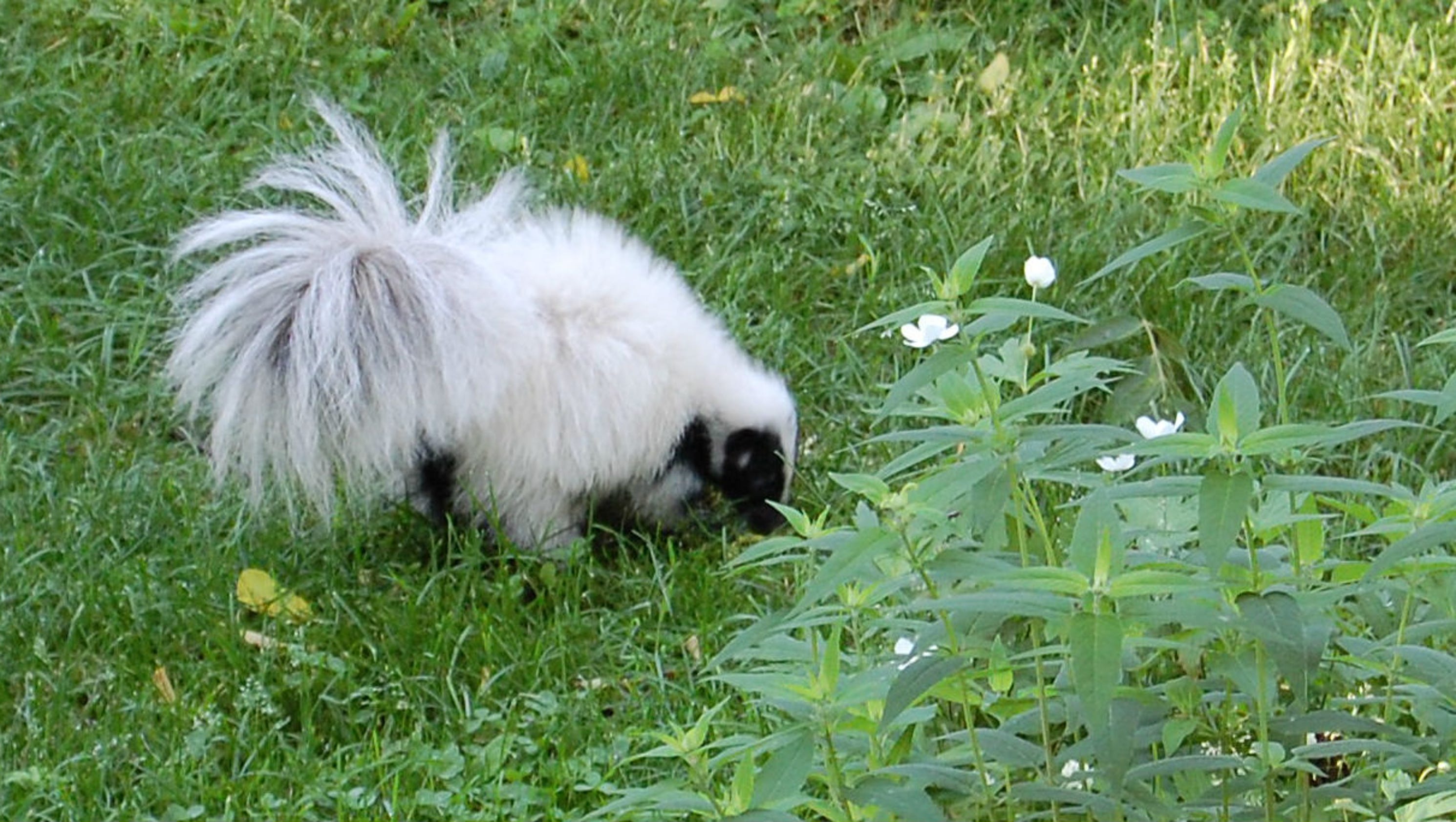 lansing-man-gets-second-chance-with-rare-skunk