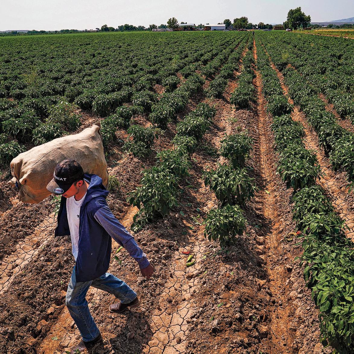 Workers harvest and bag green chile on Glen Duggins' farm in Lemitar, N.M., on Aug. 27, 2020.