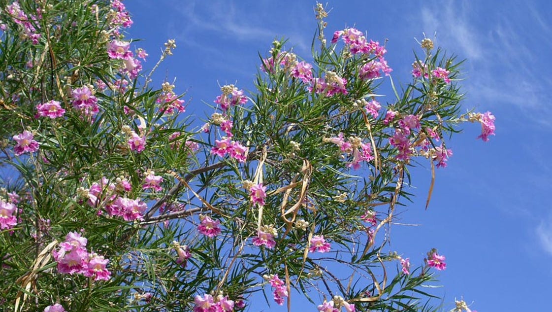 Yard & Garden: Reasons for desert willow's decline