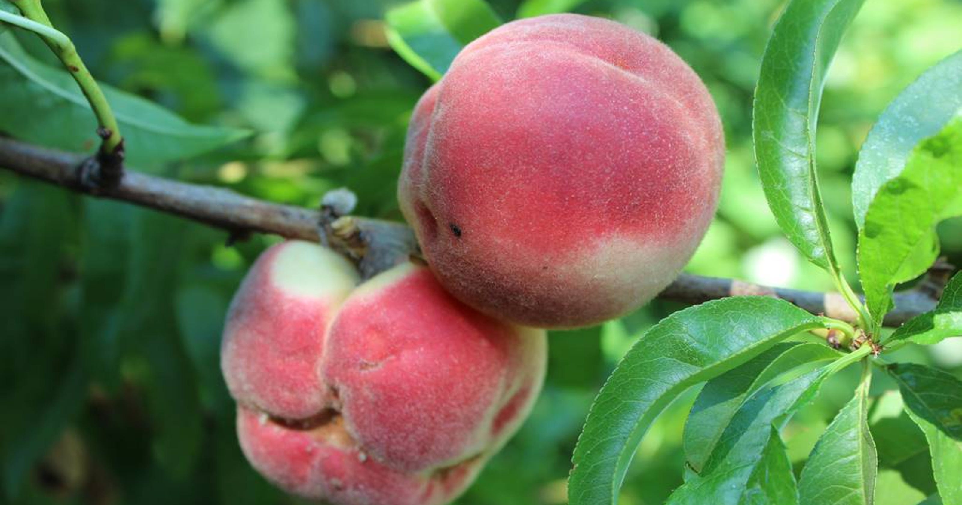 Prune Peaches In Summer And Winter