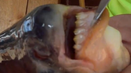 Human Teeth Fish Pacu