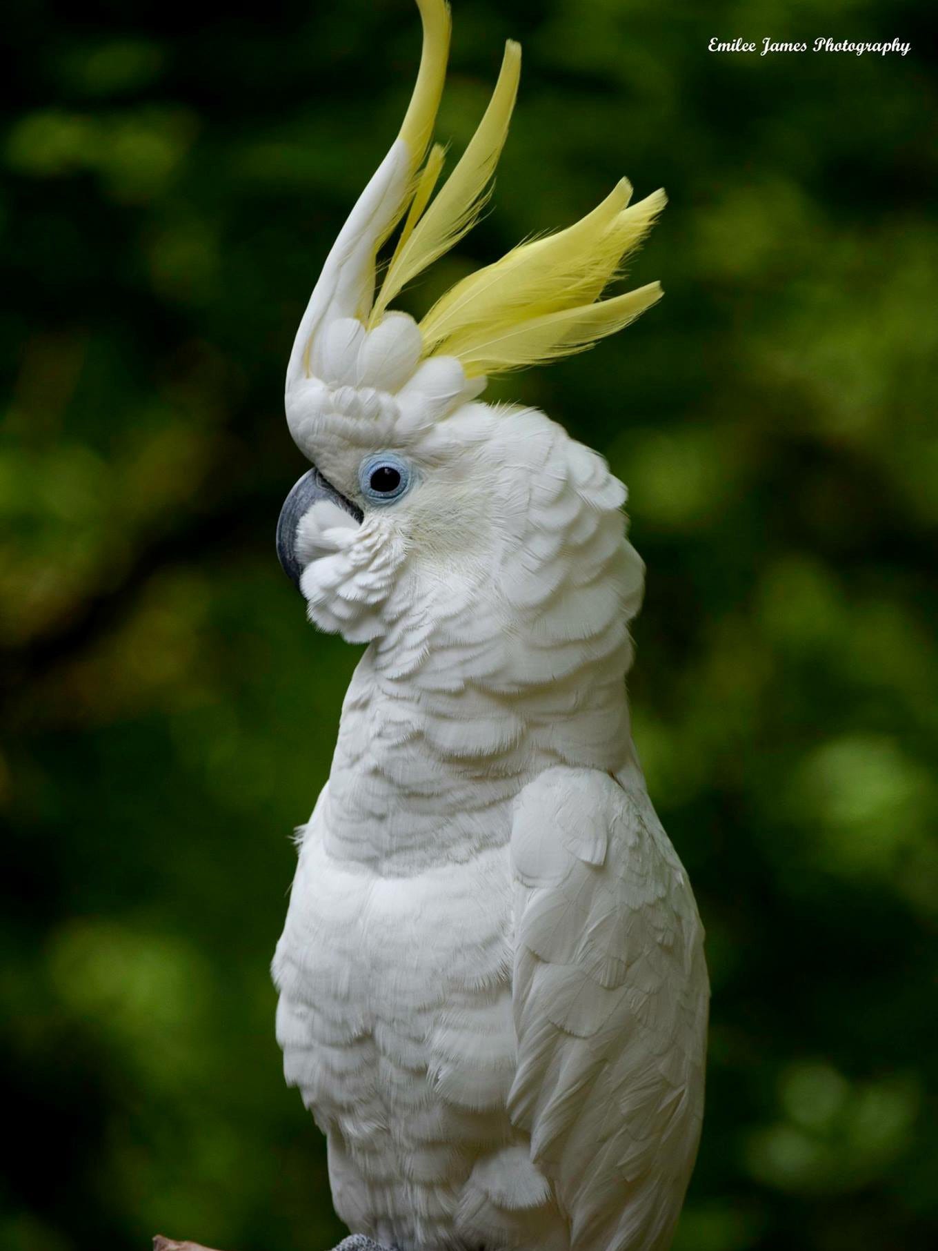 triton cockatoo lifespan