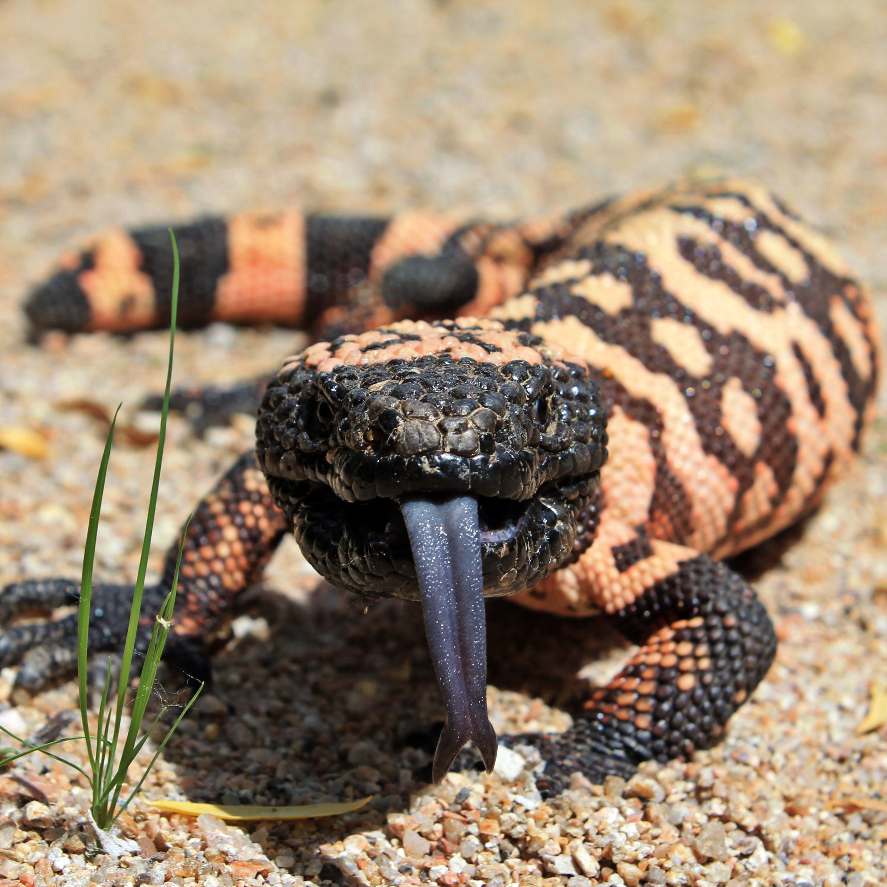 Common AZ reptiles: Gila monsters, rattlesnakes, lizards, tortoises