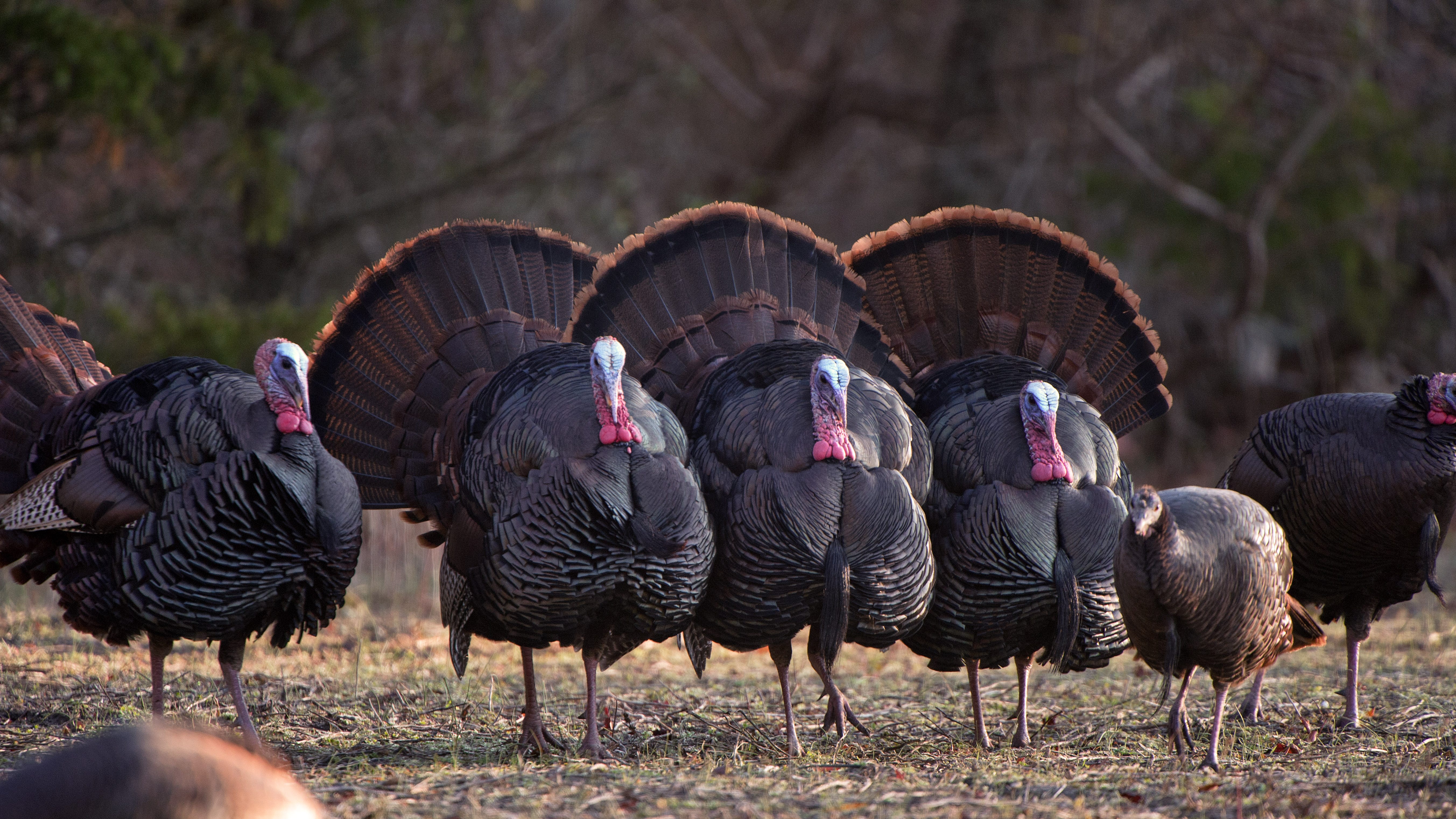 NC Wildlife Seeking Help Counting Wild Turkeys   Wildturkeys Nwtfcredit 