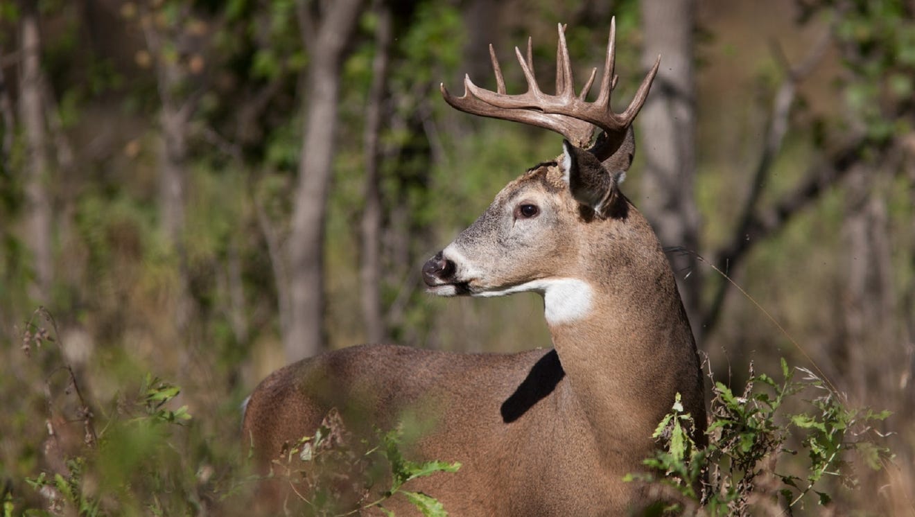 Will cold weather bring an early deer rut to Mississippi?