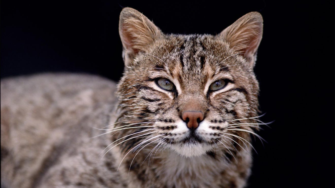Bobcat hunting and trapping could come to Indiana