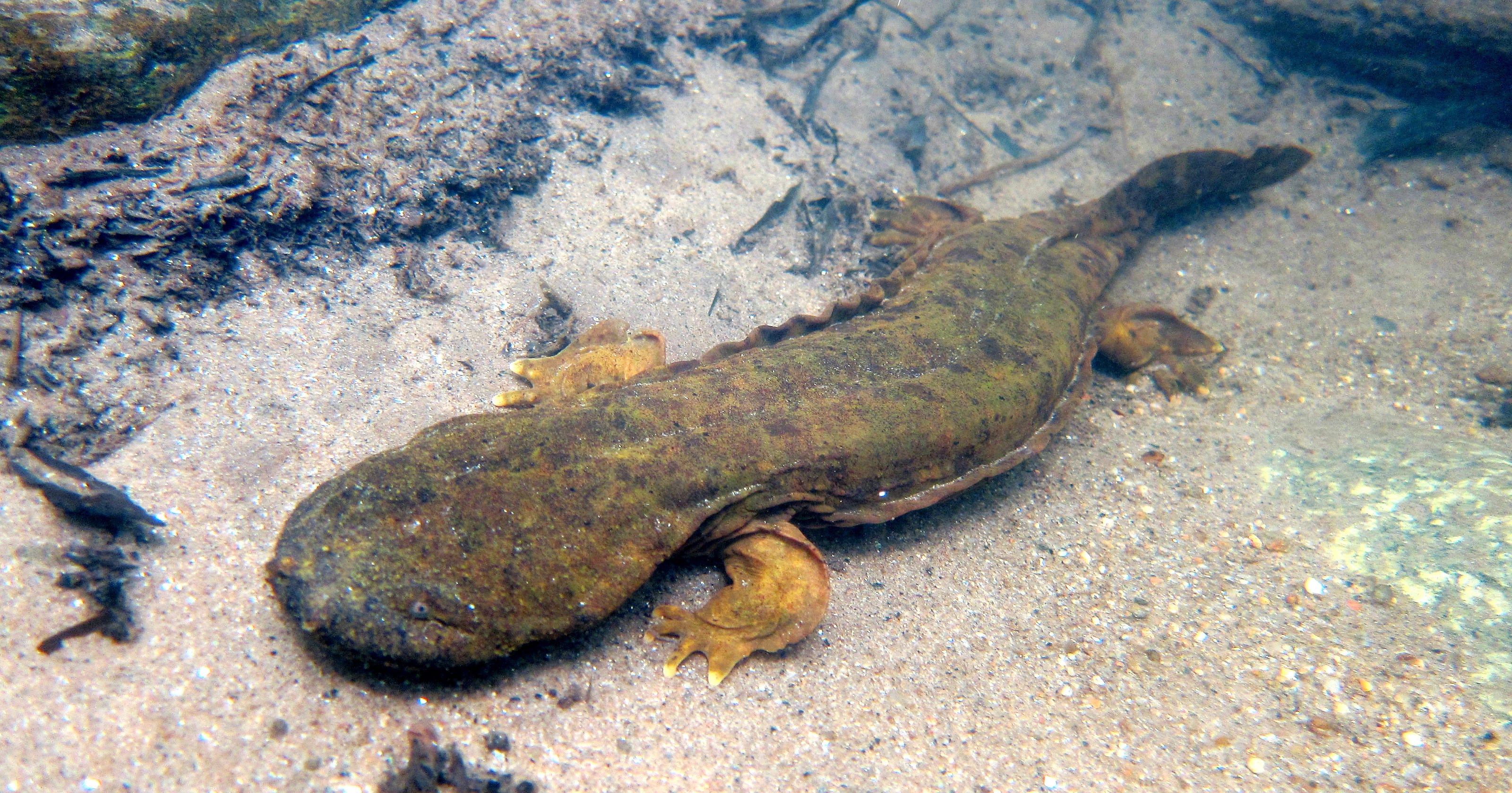 Eastern Hellbenders Denied Federal Endangered Species Protection