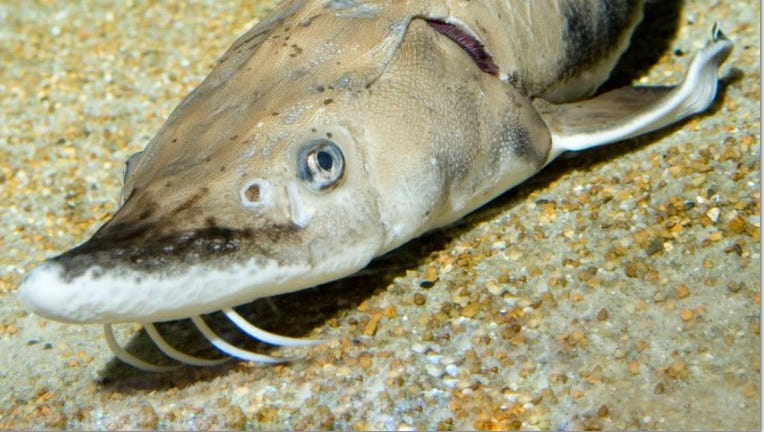sturgeon fish