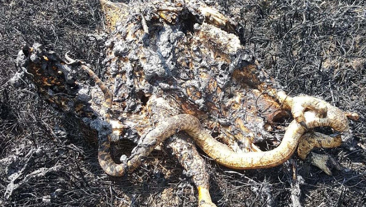 Image result for hawk snake montana fire