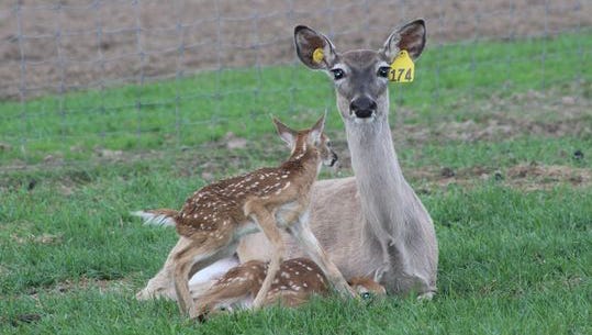 Baiting, Feeding Bans Initiated Due To CWD-positive Deer Farm In ...