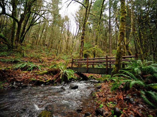 The 5 Best Hikes Near Corvallis Oregon