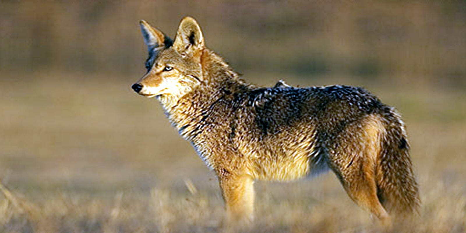 Proposed bill would put a bounty on coyotes in South Carolina