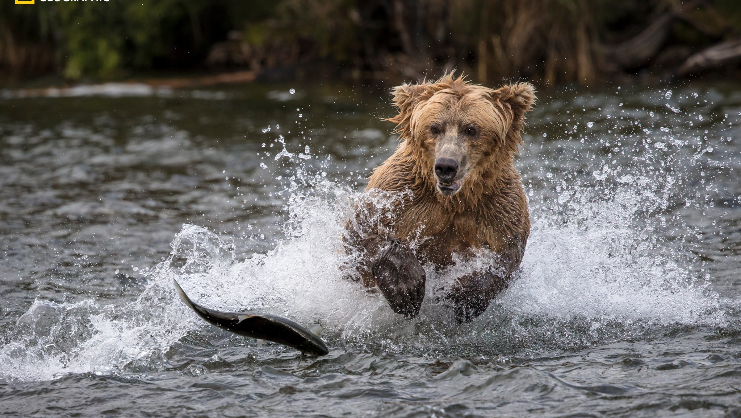 See Breathtaking Photos From Nat Geos Nature Photographer Of The Year