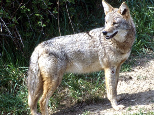 Coyotes prefer to be heard, not seen
