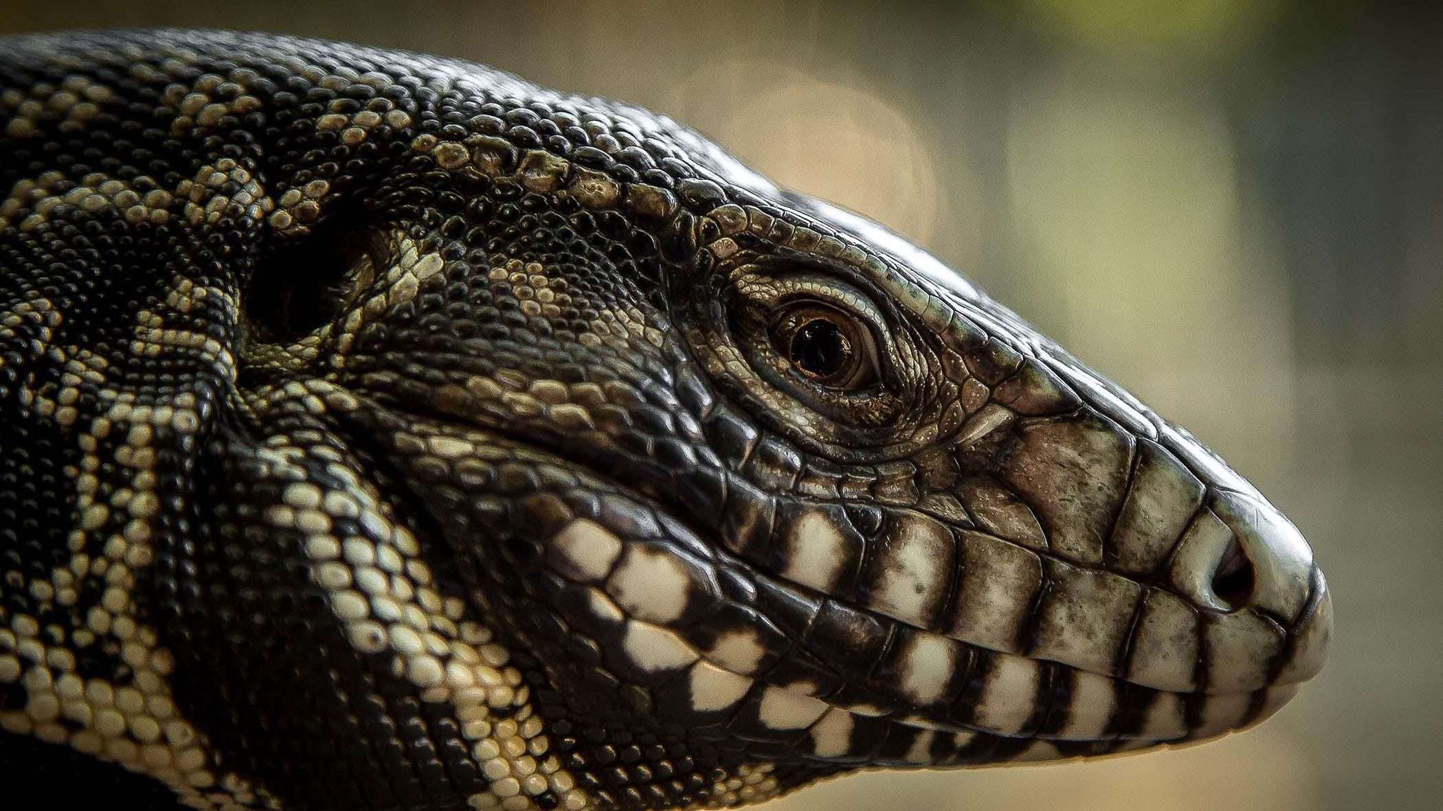 Opinion: Tegu Lizards From South America Are Invading South Carolina.