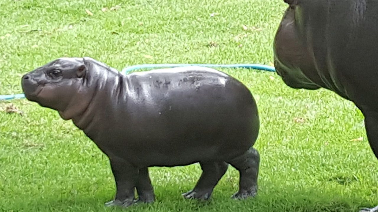 Its A Baby Hippo