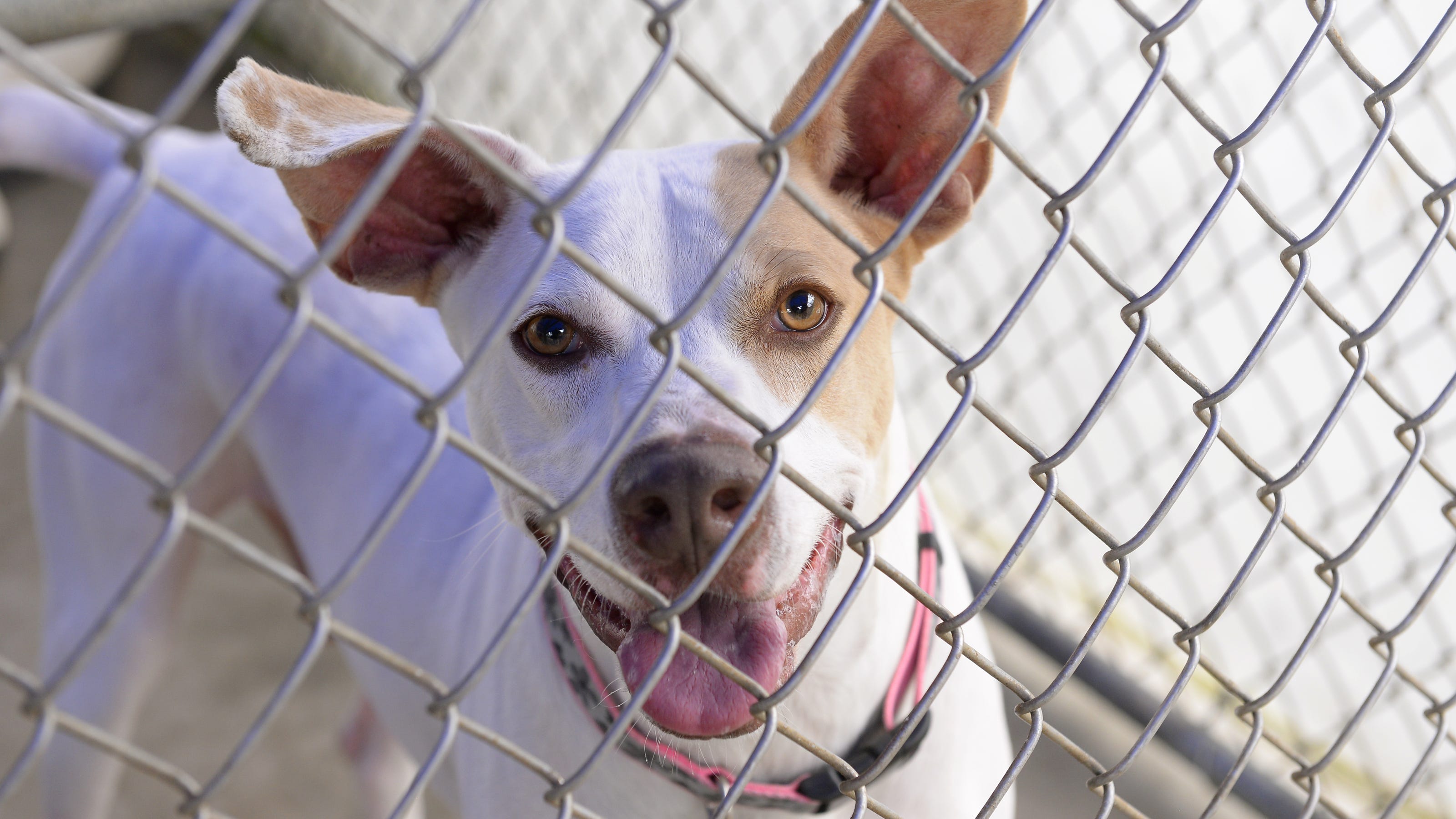 animal-shelter-makes-plea-for-dog-adoption