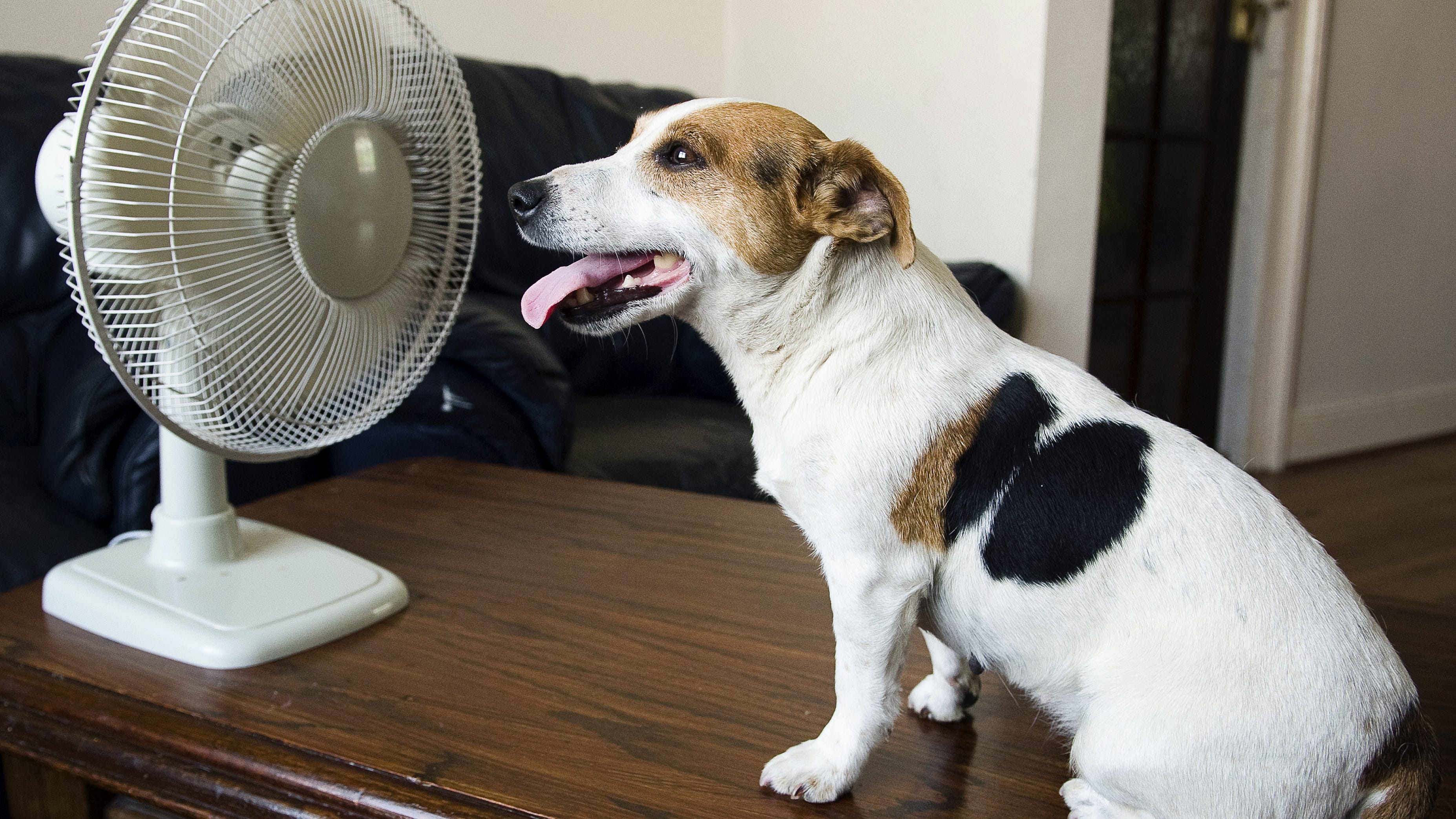 my dog is in heat and panting