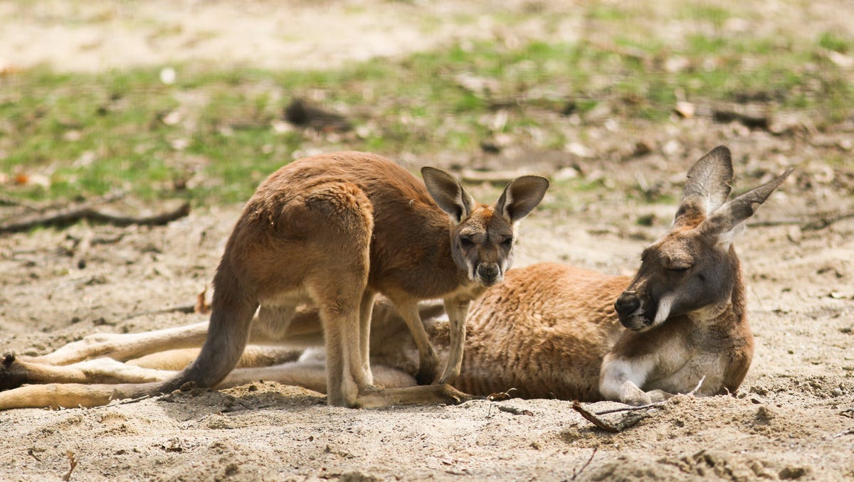 Potter Park Zoo's new baby kangaroo and suri alpaca