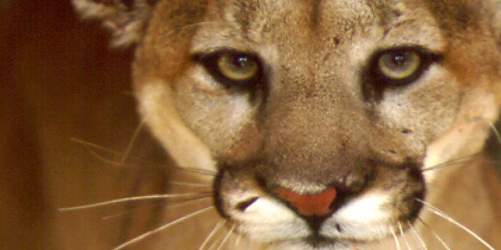 Are mountain lions returning to Ohio?