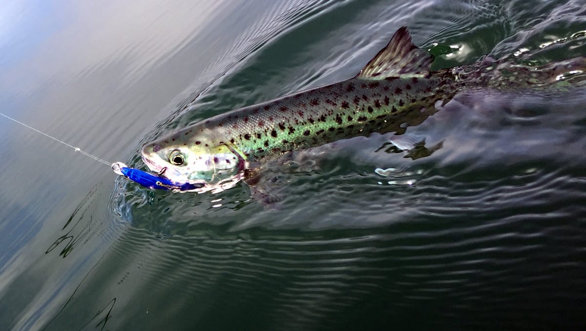 Outdoors Leaping Landlock Salmon Highlight Fishing Trip