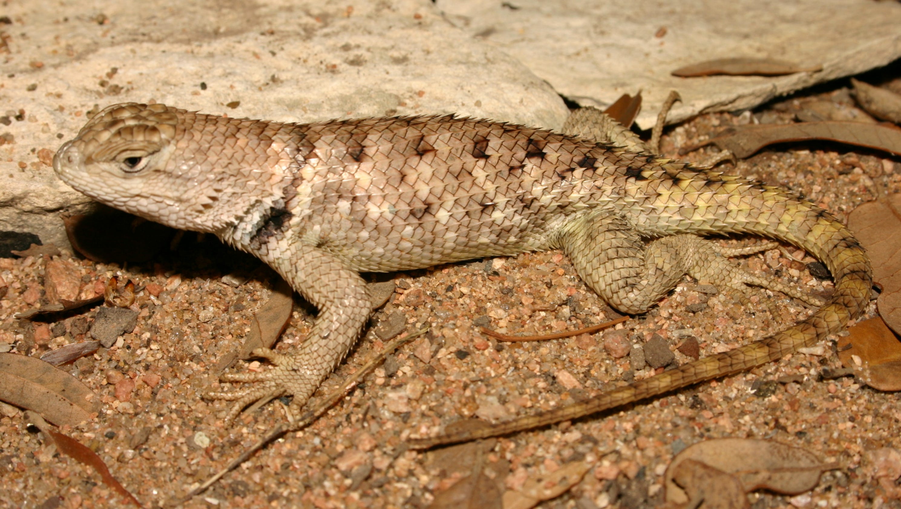 Wild About Texas Twinspotted Spiny Lizards are wary, often hidden